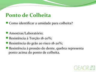 Ponto de Colheita
Como identificar a umidade para colheita?
Amostras/Laboratório;
Resistência à Torção 18-20%;
Resistência do grão ao risco 18-20%;
Resistência à pressão do dente, quebra representa
ponto acima do ponto de colheita.
 