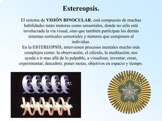 Estereopsis. El sistema de VISIÓN BINOCULAR, estácompuesto de muchas habilidades tanto motoras como sensoriales, donde no sólo estáinvolucrada la vía visual, sino que también participan los demás sistemas corticales sensoriales y motores que componen al individuo. En la ESTEREOPSIS, intervienen procesos mentales mucho más complejos como: la observación, el cálculo, la meditación; nos ayuda a ir mas alláde lo palpable, a visualizar, inventar, crear, experimentar, descubrir, poner metas, objetivos en espacio y tiempo.  