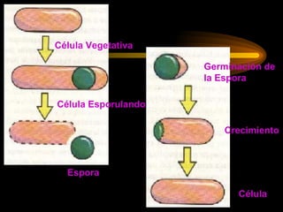 Célula Vegetativa Célula Esporulando Espora Germinación de  la Espora Crecimiento Célula 