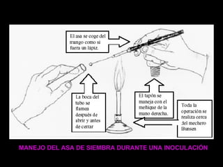 MANEJO DEL ASA DE SIEMBRA DURANTE UNA INOCULACIÓN 