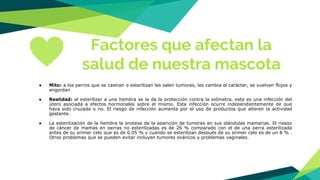 Factores que afectan la
salud de nuestra mascota
● Mito: a los perros que se castran o esterilizan les salen tumores, les cambia el carácter, se vuelven flojos y
engordan
● Realidad: al esterilizar a una hembra se la da la protección contra la piómetra, esta es una infección del
útero asociada a efectos hormonales sobre el mismo. Esta infección ocurre independientemente de que
haya sido cruzada o no. El riesgo de infección aumenta por el uso de productos que alteren la actividad
gestante.
● La esterilización de la hembra la protege de la aparición de tumores en sus glándulas mamarias. El riesgo
de cáncer de mamas en perras no esterilizadas es de 26 % comparado con el de una perra esterilizada
antes de su primer celo que es de 0.05 % y cuando se esterilizan después de su primer celo es de un 8 % .
Otros problemas que se pueden evitar incluyen tumores ováricos y problemas vaginales.
 