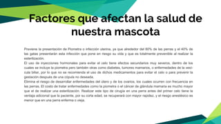 Previene la presentación de Piometra o infección uterina, ya que alrededor del 80% de las perras y el 40% de
las gatas presentarán esta infección que pone en riesgo su vida y que es totalmente prevenible al realizar la
esterilización.
El uso de inyecciones hormonales para evitar el celo tiene efectos secundarios muy severos, dentro de los
cuales se incluye la piometra pero también otras como diabetes, tumores mamarios, o enfermedades de la vesí-
cula biliar, por lo que no se recomienda el uso de dichos medicamentos para evitar el celo o para prevenir la
gestación después de una cópula no deseada.
Elimina el riesgo de desarrollar enfermedades del útero y de los ovarios, los cuales ocurren con frecuencia en
las perras. El costo de tratar enfermedades como la piometra o el cáncer de glándula mamaria es mucho mayor
que el de realizar una esterilización. Realizar este tipo de cirugía en una perra antes del primer celo tiene la
ventaja adicional que la paciente, por su corta edad, se recuperará con mayor rapidez, y el riesgo anestésico es
menor que en una perra enferma o vieja.
Factores que afectan la salud de
nuestra mascota
 