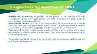 Riesgos reales de esterilización (HEMBRAS)
Metabolismo disminuido: el proceso de las grasas se ve alterado causando
predisposición para subir de peso, pero con una dieta adecuada para el peso y el tipo de
perro se puede evitar este problema.
Incontinencia urinaria. esto no se ha comprobado y la incidencia es igual que la
probabilidad en perras no esterilizadas, esto ocurriría si durante el proceso quirúrgico
se realiza de la manera correcta, por lo que debe realizarse por un profesional
Vulva infantil: También existe un riesgo muy bajo de que la perra no desarrolle la vulva,
permaneciendo infantil causando irritación de la piel en la misma, obviamente este no
es un problema serio.
Tomando en cuenta los riesgos de no esterilizar, estas complicaciones potenciales son
justificables e infrecuentes
 