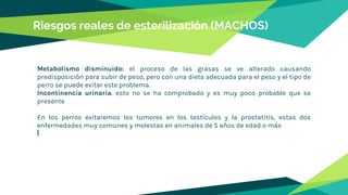 Metabolismo disminuido: el proceso de las grasas se ve alterado causando
predisposición para subir de peso, pero con una dieta adecuada para el peso y el tipo de
perro se puede evitar este problema.
Incontinencia urinaria. esto no se ha comprobado y es muy poco probable que se
presente
En los perros evitaremos los tumores en los testículos y la prostatitis, estas dos
enfermedades muy comunes y molestas en animales de 5 años de edad o más
Riesgos reales de esterilización (MACHOS)
 