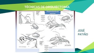 TÉCNICAS DE ORQUIECTOMÍA
JOSÉ
PATIÑO
 