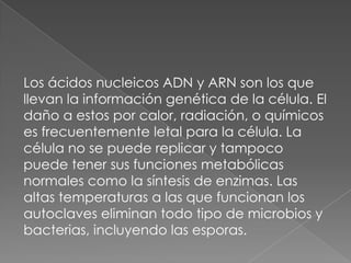 Los ácidos nucleicos ADN y ARN son los que
llevan la información genética de la célula. El
daño a estos por calor, radiación, o químicos
es frecuentemente letal para la célula. La
célula no se puede replicar y tampoco
puede tener sus funciones metabólicas
normales como la síntesis de enzimas. Las
altas temperaturas a las que funcionan los
autoclaves eliminan todo tipo de microbios y
bacterias, incluyendo las esporas.
 