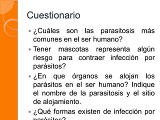 Cuestionario
 ¿Cuáles son las parasitosis más
  comunes en el ser humano?
 Tener mascotas representa algún
  riesgo para contraer infección por
  parásitos?
 ¿En que órganos se alojan los
  parásitos en el ser humano? Indique
  el nombre de la parasitosis y el sitio
  de alojamiento.
 ¿Qué formas existen de infección por
 