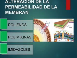ALTERACION DE LA
PERMEABILIDAD DE LA
MEMBRAN
POLIENOS
POLIMIXINAS
IMIDAZOLES
 