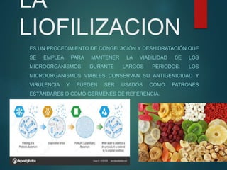 LA
LIOFILIZACION
ES UN PROCEDIMIENTO DE CONGELACIÓN Y DESHIDRATACIÓN QUE
SE EMPLEA PARA MANTENER LA VIABILIDAD DE LOS
MICROORGANISMOS DURANTE LARGOS PERIODOS. LOS
MICROORGANISMOS VIABLES CONSERVAN SU ANTIGENICIDAD Y
VIRULENCIA Y PUEDEN SER USADOS COMO PATRONES
ESTÁNDARES O COMO GÉRMENES DE REFERENCIA.
 