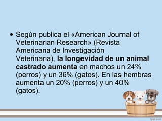 • Según publica el «American Journal of
Veterinarian Research» (Revista
Americana de Investigación
Veterinaria), la longevidad de un animal
castrado aumenta en machos un 24%
(perros) y un 36% (gatos). En las hembras
aumenta un 20% (perros) y un 40%
(gatos).
 