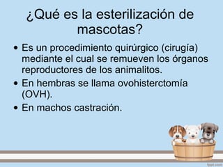 ¿Qué es la esterilización de
mascotas?
• Es un procedimiento quirúrgico (cirugía)
mediante el cual se remueven los órganos
reproductores de los animalitos.
• En hembras se llama ovohisterctomía
(OVH).
• En machos castración.
 