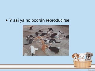 • Y así ya no podrán reproducirse
 