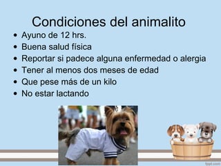 Condiciones del animalito
• Ayuno de 12 hrs.
• Buena salud física
• Reportar si padece alguna enfermedad o alergia
• Tener al menos dos meses de edad
• Que pese más de un kilo
• No estar lactando
 