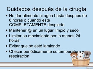 Cuidados después de la cirugía
• No dar alimento ni agua hasta después de
8 horas o cuando esté
COMPLETAMENTE despierto
• Mantenerl@ en un lugar limpio y seco
• Limitar su movimiento por lo menos 24
horas.
• Evitar que se esté lamiendo
• Checar periódicamente su temperatura y
respiración.
 