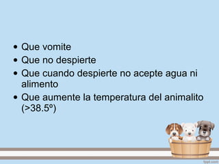 • Que vomite
• Que no despierte
• Que cuando despierte no acepte agua ni
alimento
• Que aumente la temperatura del animalito
(>38.5º)
 