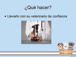¿Qué hacer?
• Llevarlo con su veterinario de confianza
 