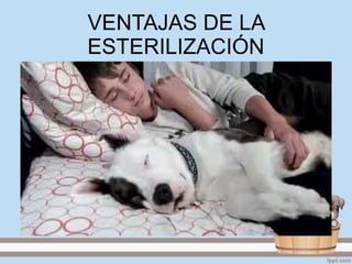 VENTAJAS DE LA
ESTERILIZACIÓN
 