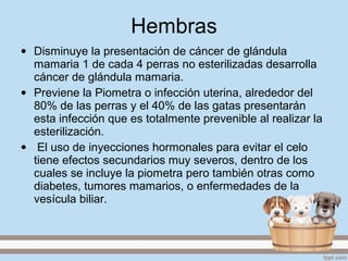 Hembras
• Disminuye la presentación de cáncer de glándula
mamaria 1 de cada 4 perras no esterilizadas desarrolla
cáncer de glándula mamaria.
• Previene la Piometra o infección uterina, alrededor del
80% de las perras y el 40% de las gatas presentarán
esta infección que es totalmente prevenible al realizar la
esterilización.
• El uso de inyecciones hormonales para evitar el celo
tiene efectos secundarios muy severos, dentro de los
cuales se incluye la piometra pero también otras como
diabetes, tumores mamarios, o enfermedades de la
vesícula biliar.
 