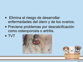 • Elimina el riesgo de desarrollar
enfermedades del útero y de los ovarios.
• Previene problemas por descalcificación
como osteoporosis o artritis.
• TVT
 