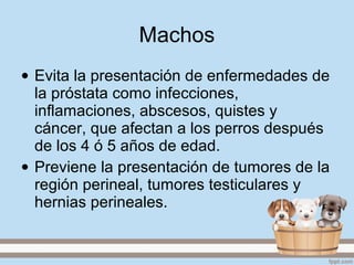 Machos
• Evita la presentación de enfermedades de
la próstata como infecciones,
inflamaciones, abscesos, quistes y
cáncer, que afectan a los perros después
de los 4 ó 5 años de edad.
• Previene la presentación de tumores de la
región perineal, tumores testiculares y
hernias perineales.
 