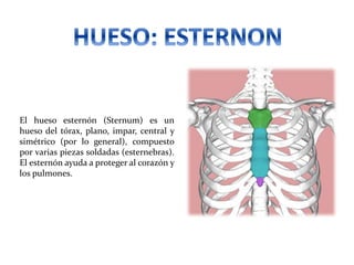 El hueso esternón (Sternum) es un
hueso del tórax, plano, impar, central y
simétrico (por lo general), compuesto
por varias piezas soldadas (esternebras).
El esternón ayuda a proteger al corazón y
los pulmones.
 