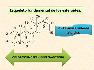 Esqueleto fundamental de los esteroides.
                            CH3
                    12             R
              11                  17   16
          CH3               13    D
      1             C                       R = Diversas cadenas
2             9              14        15         laterales.
       10               8
      A       B
3                       7
          5
      4         6


     CICLOPENTANOPERHIDROFENANTRENO
 