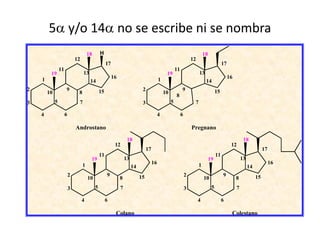 5 y/o 14 no se escribe ni se nombra
                                       18       H                                                                              18
                              12                                                                                      12
                                                     17                                                                                       17
                 11                                                                                      11
         19                        13                                                            19                        13
    1                                                     16                                1                                                      16
                                        14                                                                                      14
2                     9                         15                            2                               9                          15
        10                     8                                                                10
                                                                                                         8
3            5                 7                                              3                      5                 7

    4                 6                                                                     4                 6

                              Androstano                                                                              Pregnano
                                                                    18                                                                                       18
                                                           12                                                                                       12
                                                                                  17                                                                                       17
                                                11                                                                                       11
                                        19                         13                                                               19                      13
                                   1                                                   16                                  1                                                    16
                                                                        14                                                                                       14
                          2                          9                       15                                   2                           9                       15
                                       10                      8                                                               10                       8
                          3                 5                  7                                                  3                  5                  7

                                   4                 6                                                                     4                  6

                                                           Colano                                                                                   Colestano
 