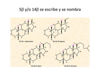 5 y/o 14 se escribe y se nombra

                                       18       H                                                                              18
                              12                                                                                      12
                                                     17                                                                                       17
                 11                                                                                      11
         19                        13                                                            19                        13
    1                                                     16                                1                                                      16
                                        14                                                                                      14
2                     9                         15                            2                               9                          15
        10                     8                                                                10
                                                                                                         8
3            5                 7 H                                            3                      5                 7 H

    4                 6                                                                     4                 6
         H                                                                                       H
              5,14 Androstano                                                                         5,14Pregnano

                                                                    18                                                                                       18
                                                           12                                                                                       12
                                                                                  17                                                                                       17
                                                11                                                                                       11
                                        19                         13                                                               19                      13
                                   1                                                   16                                  1                                                    16
                                                                        14                                                                                       14
                          2                          9                       15                                   2                           9                       15
                                       10                      8                                                               10                       8
                          3                 5                  7 H                                                3                  5                  7 H

                                   4                 6                                                                     4                  6
                                            H                                                                                       H
                                                5,14Colano                                                                            5,14Colestano
 