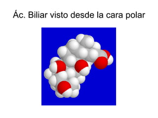 Ác. Biliar visto desde la cara polar
 