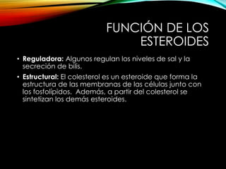 FUNCIÓN DE LOS 
ESTEROIDES 
• Reguladora: Algunos regulan los niveles de sal y la 
secreción de bilis. 
• Estructural: El colesterol es un esteroide que forma la 
estructura de las membranas de las células junto con 
los fosfolípidos. Además, a partir del colesterol se 
sintetizan los demás esteroides. 
 