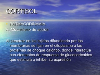 CCOORRTTIISSOOLL 
• FFAARRMMAACCOODDIINNAAMMIIAA 
AA..--MMeeccaanniissmmoo ddee aacccciióónn 
AAll ppeenneettrraarr eenn llooss tteejjiiddooss ddiiffuunnddiieennddoo ppoorr llaass 
mmeemmbbrraannaass ssee ffiijjaann eenn eell cciittooppllaassmmaa aa llaass 
pprrootteeíínnaass ddee cchhooqquuee ccaallóórriiccoo,, ddoonnddee iinntteerraaccttúúaa 
ccoonn eelleemmeennttooss ddee rreessppuueessttaa ddee gglluuccooccoorrttccooiiddeess 
qquuee eessttiimmuullaa oo iinnhhiibbee ssuu eexxpprreessiióónn 
 