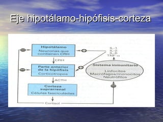 EEjjee hhiippoottáállaammoo--hhiippóóffiissiiss--ccoorrtteezzaa 
 