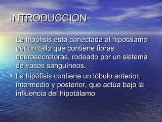 IINNTTRROODDUUCCCCIIOONN 
• LLaa hhiippóóffiissiiss eessttaa ccoonneeccttaaddaa aall hhiippoottáállaammoo 
ppoorr uunn ttaalllloo qquuee ccoonnttiieennee ffiibbrraass 
nneeuurroosseeccrreettoorraass,, rrooddeeaaddoo ppoorr uunn ssiisstteemmaa 
ddee vvaassooss ssaanngguuíínneeooss.. 
• LLaa hhiippóóffiissiiss ccoonnttiieennee uunn llóóbbuulloo aanntteerriioorr,, 
iinntteerrmmeeddiioo yy ppoosstteerriioorr,, qquuee aaccttúúaa bbaajjoo llaa 
iinnfflluueenncciiaa ddeell hhiippoottáállaammoo 
 