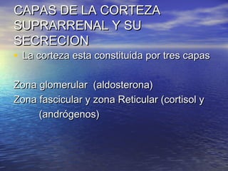 CCAAPPAASS DDEE LLAA CCOORRTTEEZZAA 
SSUUPPRRAARRRREENNAALL YY SSUU 
SSEECCRREECCIIOONN 
• LLaa ccoorrtteezzaa eessttaa ccoonnssttiittuuiiddaa ppoorr ttrreess ccaappaass 
ZZoonnaa gglloommeerruullaarr ((aallddoosstteerroonnaa)) 
ZZoonnaa ffaasscciiccuullaarr yy zzoonnaa RReettiiccuullaarr ((ccoorrttiissooll yy 
((aannddrróóggeennooss)) 
 