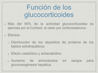 Función de los
glucocorticoides
Más del 95% de la actividad glucocorticoidea es
ejercida por el Cortisol, el resto por corticoesterona.
Efectos:
Disminución de los depósitos de proteína de los
tejidos extrahepáticos
Efecto catabólico y antianabólico
Aumento de aminoácidos en sangre para
gluconeogénesis hepática
 