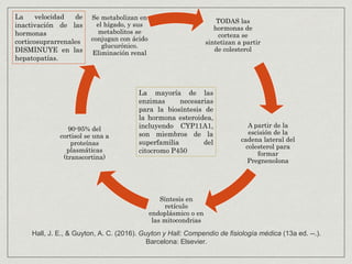 TODAS las
hormonas de
corteza se
sintetizan a partir
de colesterol
A partir de la
escisión de la
cadena lateral del
colesterol para
formar
Pregnenolona
Síntesis en
retículo
endoplásmico o en
las mitocondrias
90-95% del
cortisol se una a
proteínas
plasmáticas
(transcortina)
Se metabolizan en
el hígado, y sus
metabolitos se
conjugan con ácido
glucurónico.
Eliminación renal
La velocidad de
inactivación de las
hormonas
corticosuprarrenales
DISMINUYE en las
hepatopatías.
La mayoría de las
enzimas necesarias
para la biosíntesis de
la hormona esteroidea,
incluyendo CYP11A1,
son miembros de la
superfamilia del
citocromo P450
Hall, J. E., & Guyton, A. C. (2016). Guyton y Hall: Compendio de fisiología médica (13a ed. --.).
Barcelona: Elsevier.
 