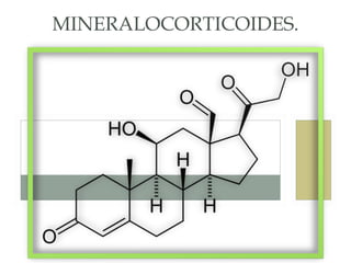 MINERALOCORTICOIDES.
 