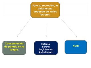 Para su secreción, la
aldosterona
depende de varios
factores:
Sistema
Renina
Angiotensina
Aldosterona.
Concentración
de potasio en la
sangre.
ACTH
 