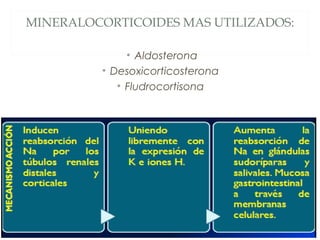 MINERALOCORTICOIDES MAS UTILIZADOS:
• Aldosterona
• Desoxicorticosterona
• Fludrocortisona
 