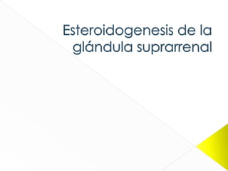 Esteroidogenesis de la glándula suprarrenal
