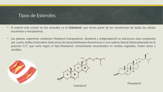 Esteroles y su importancia (carotenoides y esteroides) | PPTX
