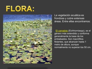 La vegetación acuática es 
frondosa y cubre extensas 
áreas. Entre ellas encontramos: 
El camalote (Eichhorniaspp), es el 
género más extendido y conforma 
generalmente la base de los 
embalsados. Son macrófitos 
flotantes, que alcanzan hasta 1 
metro de altura, aunque 
normalmente no superan los 50 cm. 
 