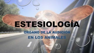 ESTESIOLOGÍA
ÓRGANO DE LA AUDICIÓN
EN LOS ANIMALES
 