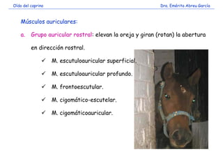 Oído del caprino                                           Dra. Emérita Abreu García



    Músculos auriculares:

    a.   Grupo auricular rostral: elevan la oreja y giran (rotan) la abertura

         en dirección rostral.

                   M. escutuloauricular superficial.

                   M. escutuloauricular profundo.

                   M. frontoescutular.

                   M. cigomático-escutelar.

                   M. cigomáticoauricular.
 