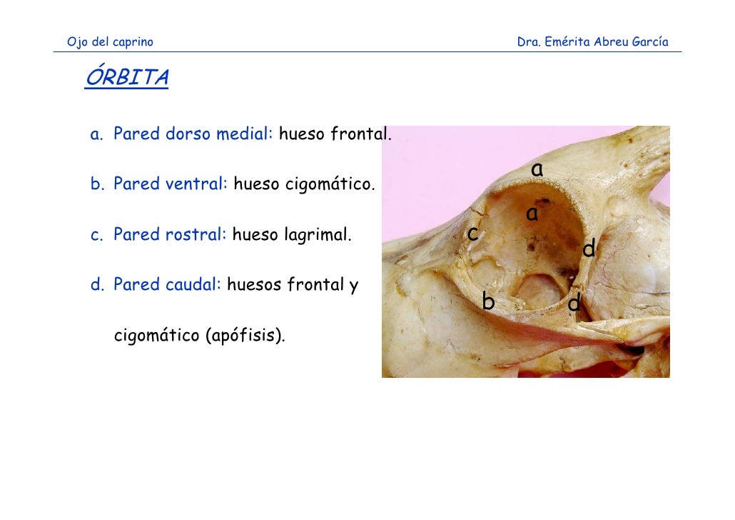 Estesiología ojo pdf
