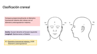 Clasificación craneal
Compara proporcionalmente el diámetro
transversal máximo del cráneo con el
diámetro anteroposterior máximo. EU
G G Op
EU
Ancho: Euryon derecho al Euryon izquierdo
Longitud: Opistocraneo a Glabela
IC= Diametro transversal máximo X100
Diámetro anteroposterior
 