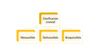 Clasificacion
craneal
Mesocefalo Dolicocefalo Braquicefalo
 