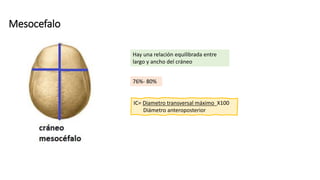 Mesocefalo
76%- 80%
Hay una relación equilibrada entre
largo y ancho del cráneo
IC= Diametro transversal máximo X100
Diámetro anteroposterior
 