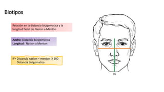 Biotipos
Relación en la distancia bicigomatica y la
longitud facial de Nasion a Mentón
Ancho: Distancia bicigomatica
Longitud : Nasion a Menton
IF= Distancia nasion – menton X 100
Distancia bicigomatica
 