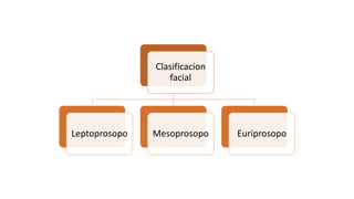 Clasificacion
facial
Leptoprosopo Mesoprosopo Euriprosopo
 